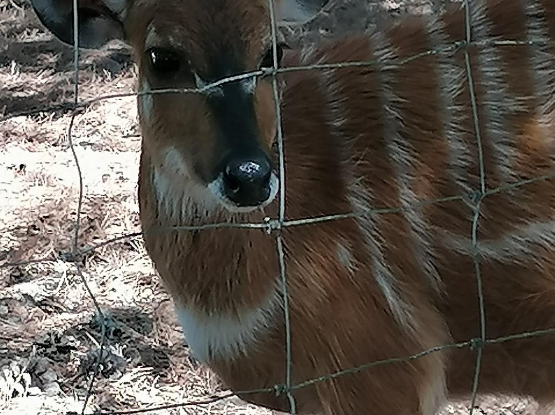 Badoca Safari Park景点图片