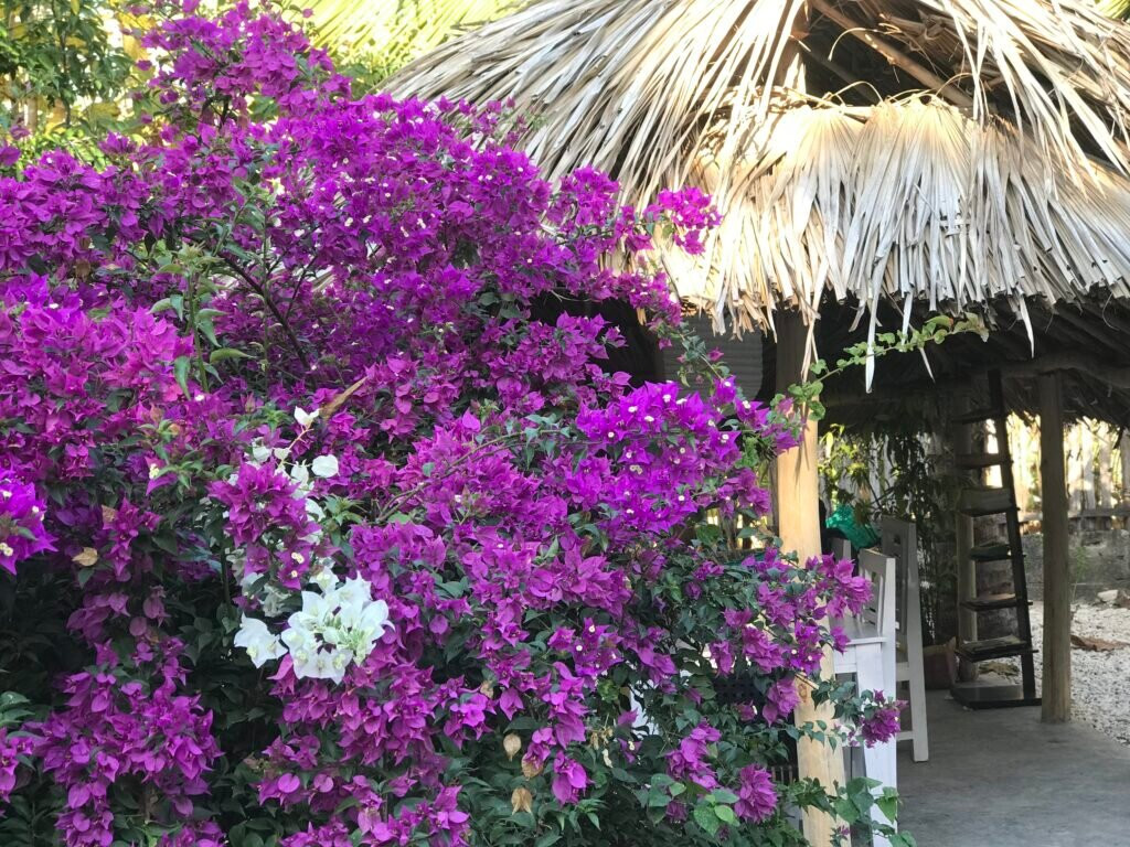 Nembrala餐馆和美食-Mak Paijo