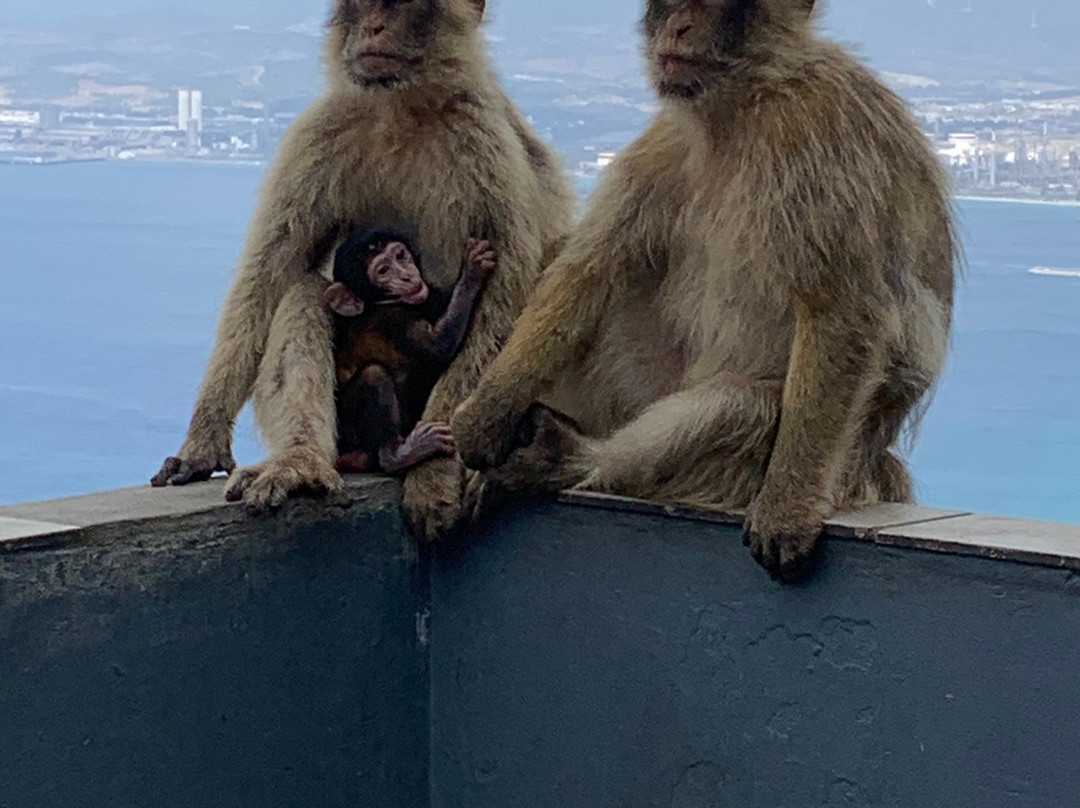 Barbary Rock Adventures-直布罗陀必去景点