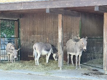 Tierpark Lange Erlen-巴塞尔必去景点