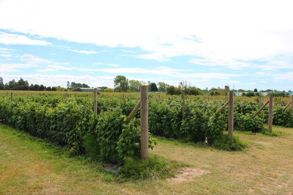 Copas Farms Pick Your Own Fruit Farm景点图片