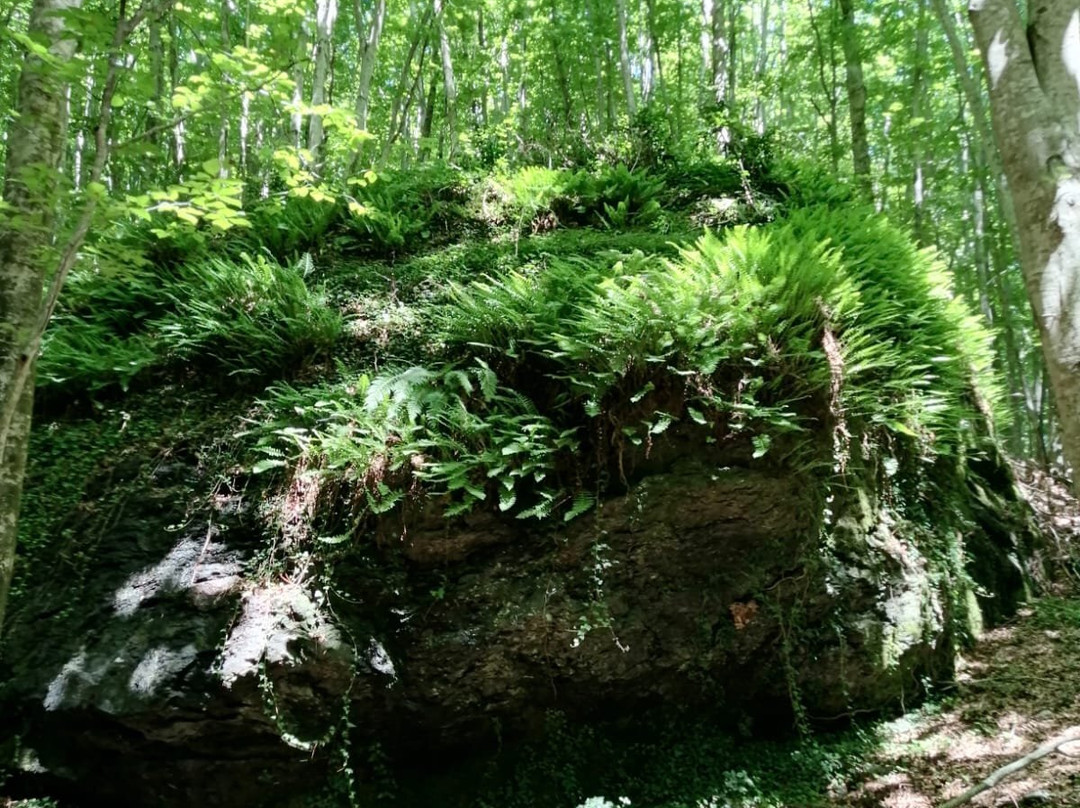 Faggeta di Condrò (with Area Picnic)-Serrastretta必去景点
