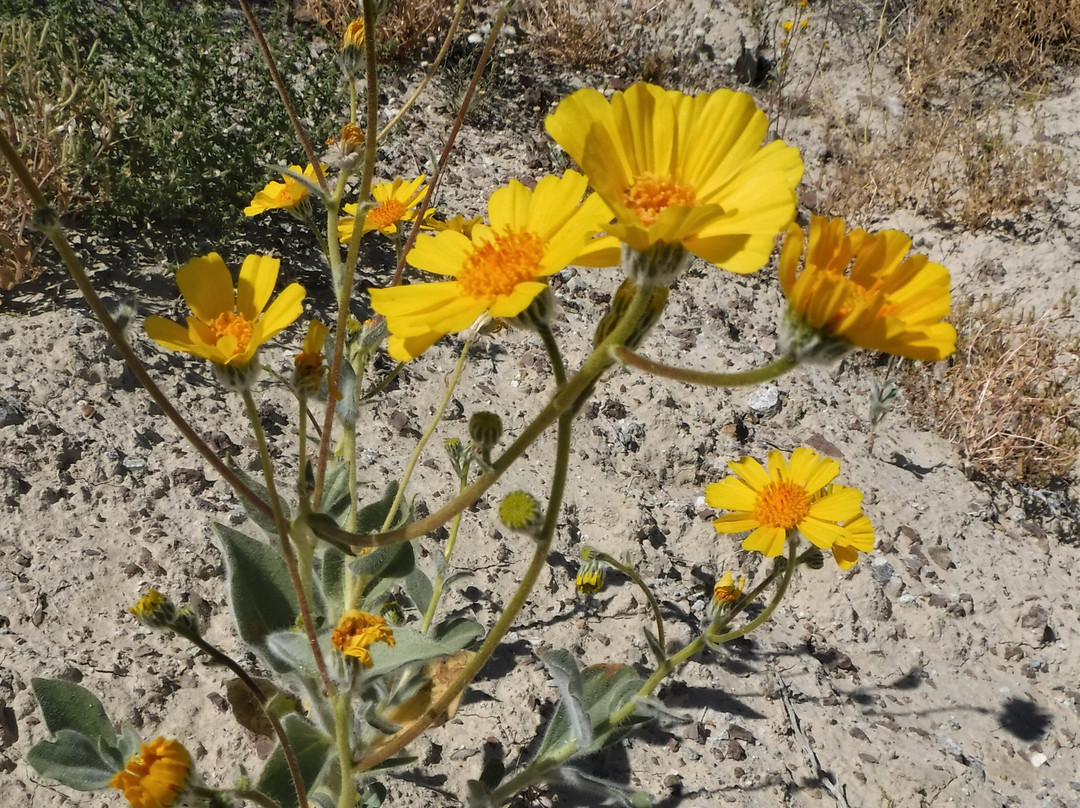 Rainbow Basin Natural Area-巴斯托必去景点