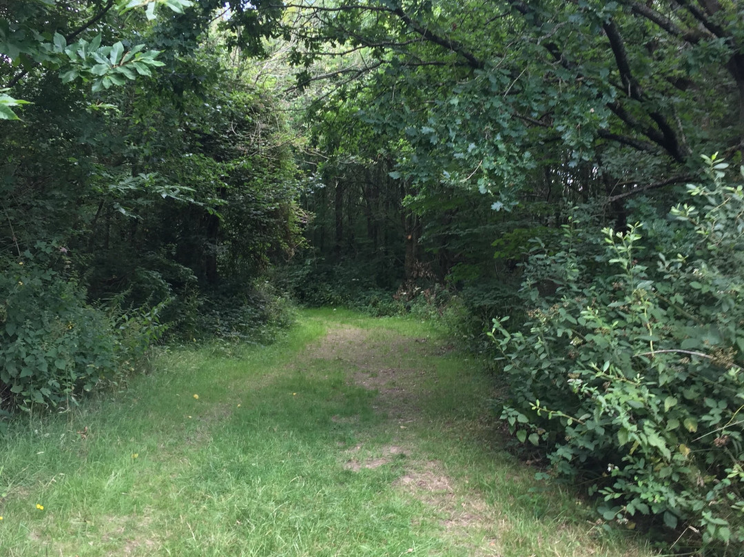 Comfort's Wood-Cranbrook必去景点