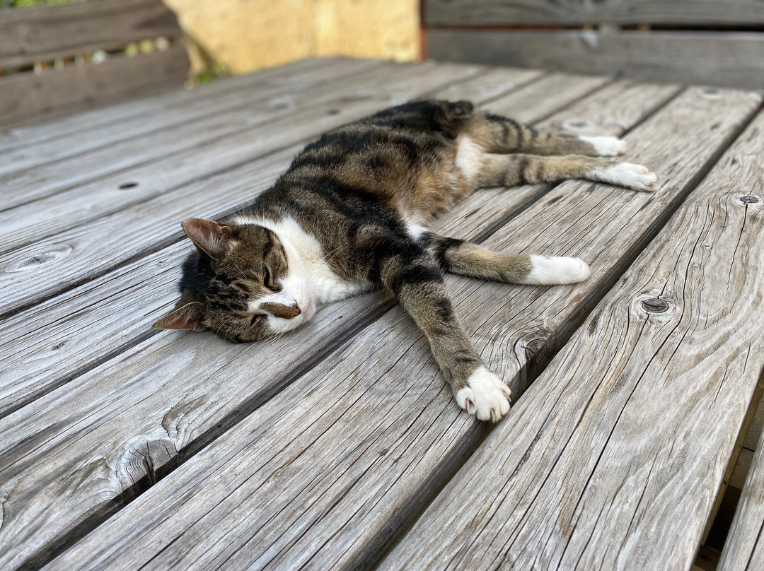 Les Pipistrelles主图