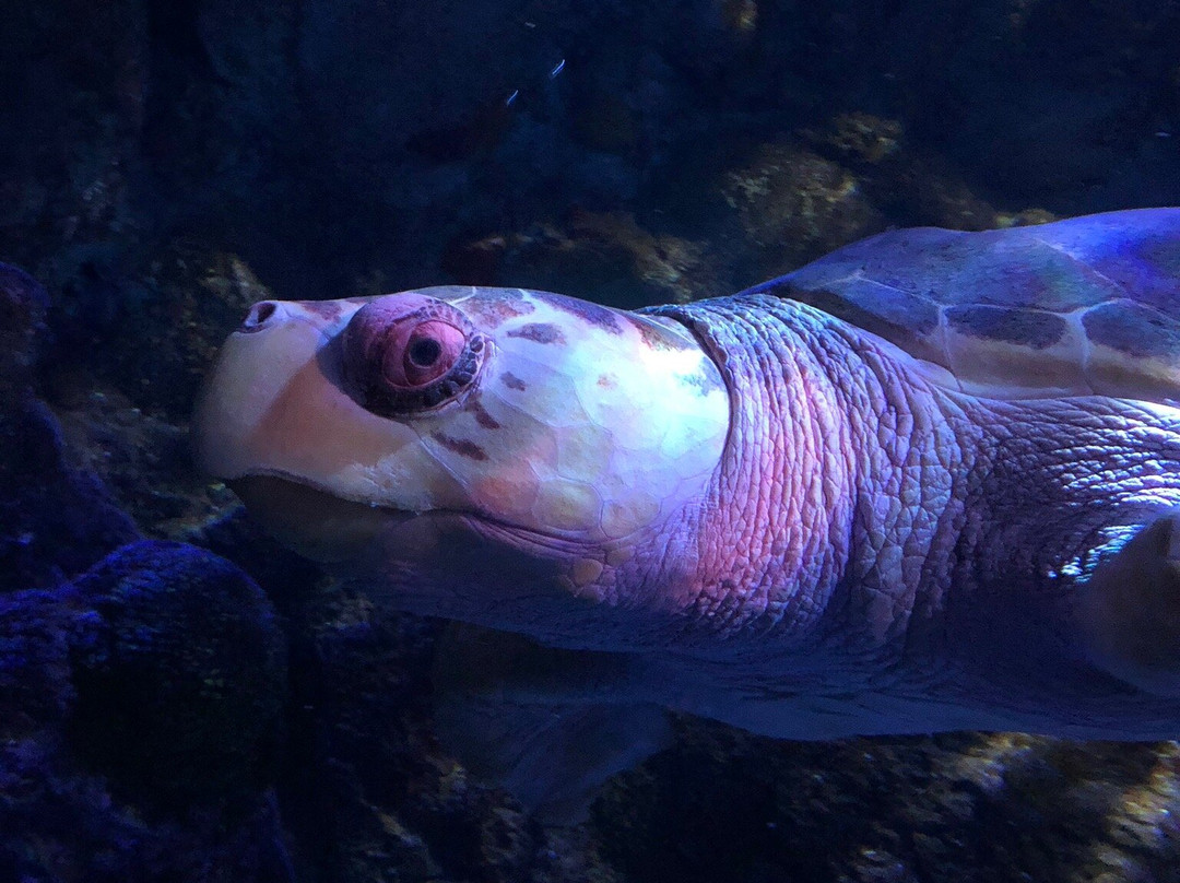 SEA LIFE at Mall of America-布卢明顿必去景点