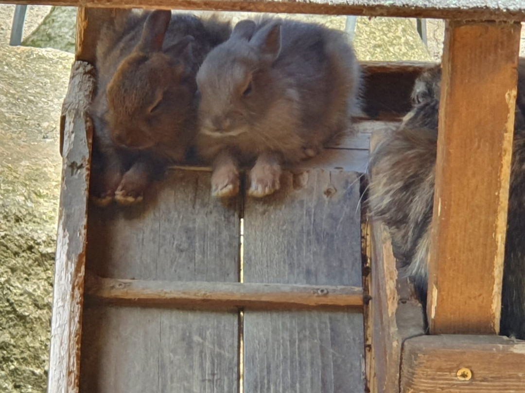Wildpark Christianental景点图片
