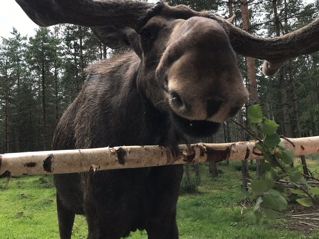 Dalslands Moose Ranch景点图片