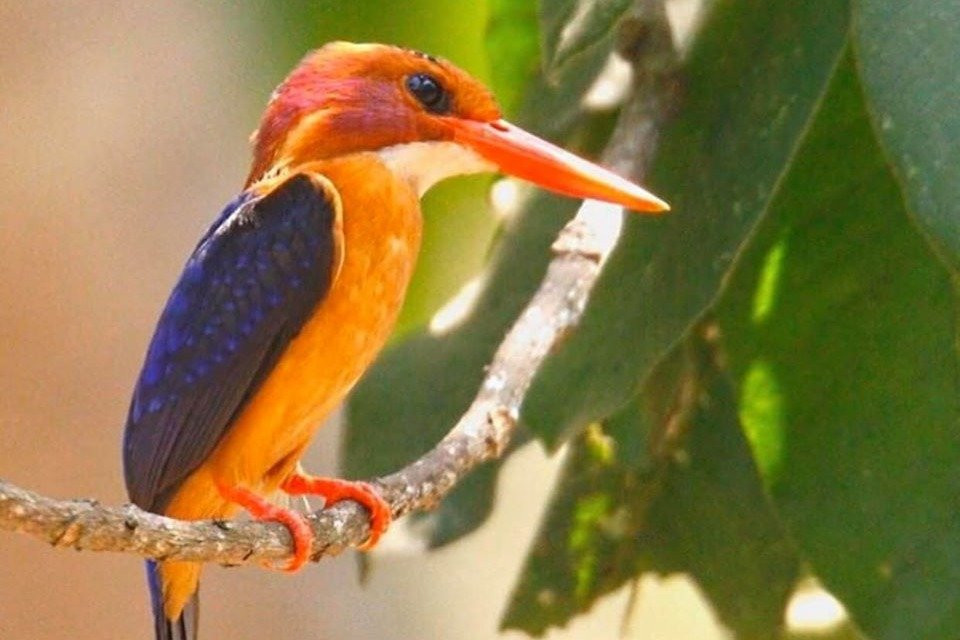 Nkembo Africa Safaris-坎帕拉必去景点