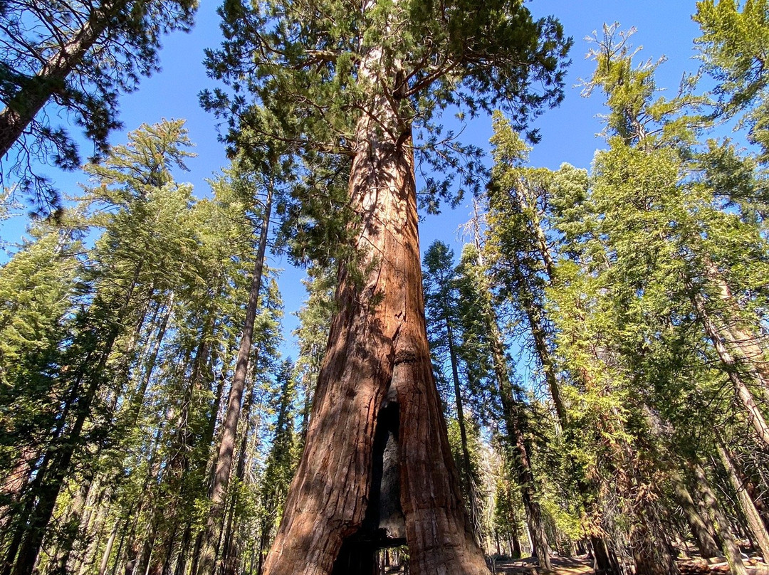 California Tunnel Tree-优胜美地国家公园必去景点