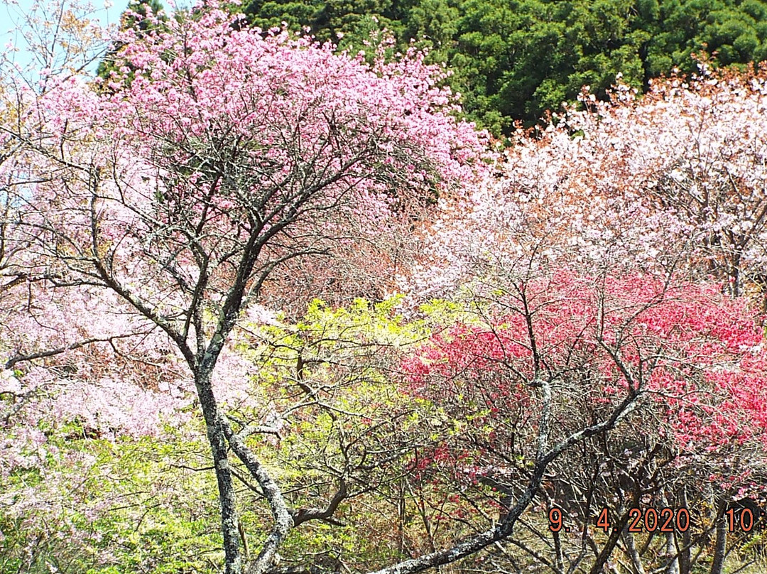 Saimyoji Temple Historic Park景点图片