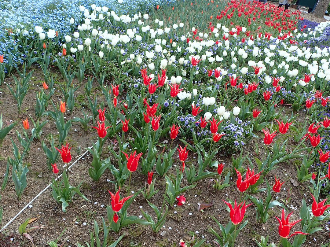 Hinoyama Park Turkey Tulip Garden-下关市必去景点