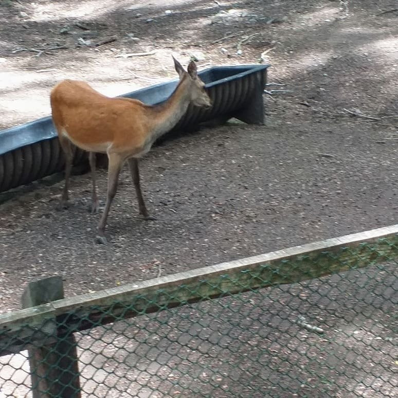 El Bosque De Los Ciervos-Panguipulli必去景点