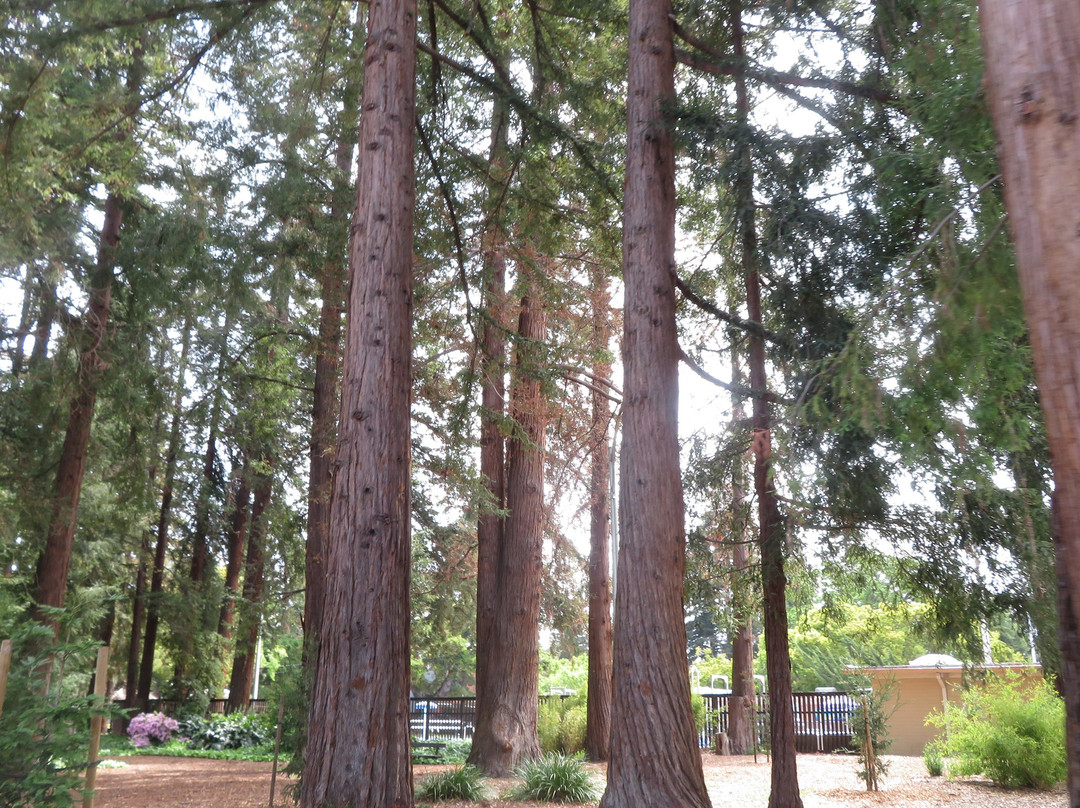 Rinconada Park-帕罗奥多必去景点