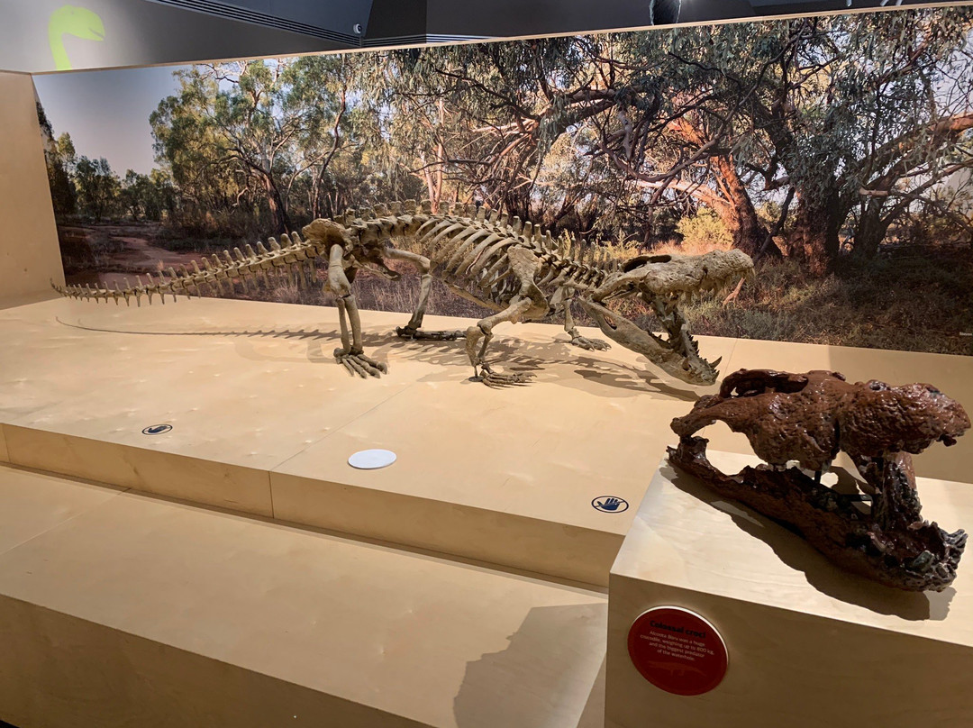 Megafauna Central - Museum and Art Gallery of the Northern Territory-爱丽斯泉必去景点