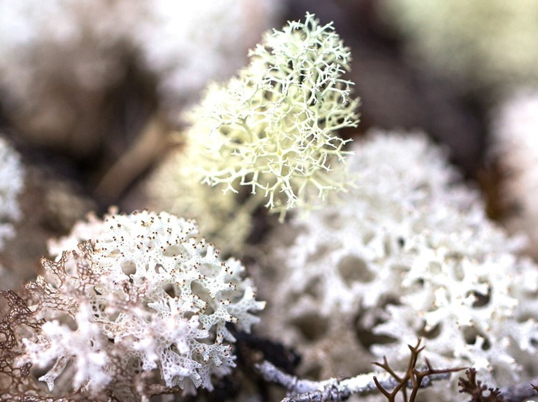 Les Chutes de la Madeleine-Yate必去景点