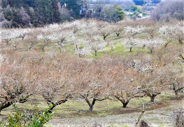 Kokuei Ennadaichi Ume no Sato景点图片