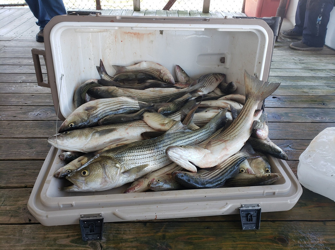 Captain Martys Lake Texoma Fishing Guides景点图片