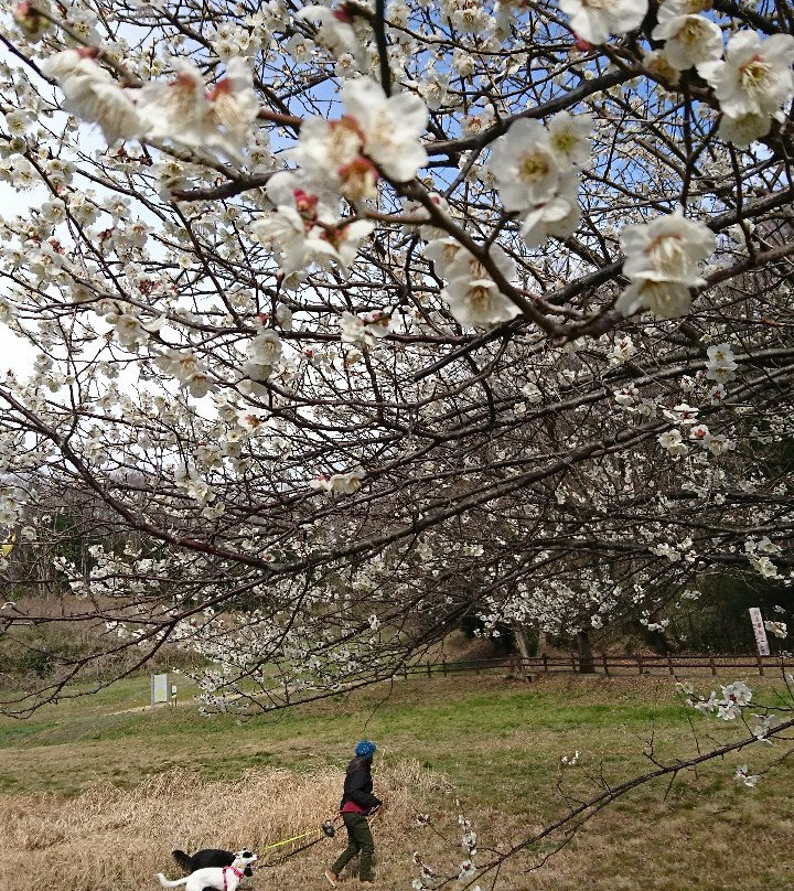 Noyamakita Rokudoyama Park-武藏村山市必去景点
