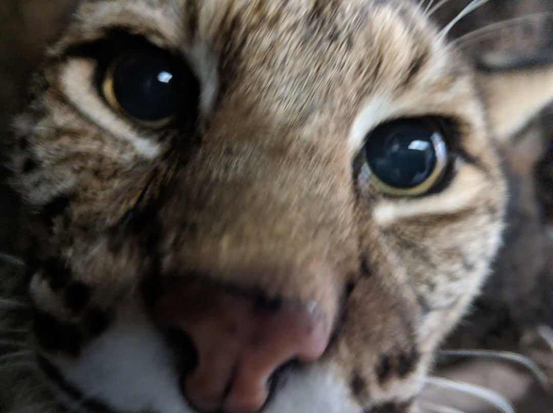 圣马特奥旅游景点-CuriOdyssey