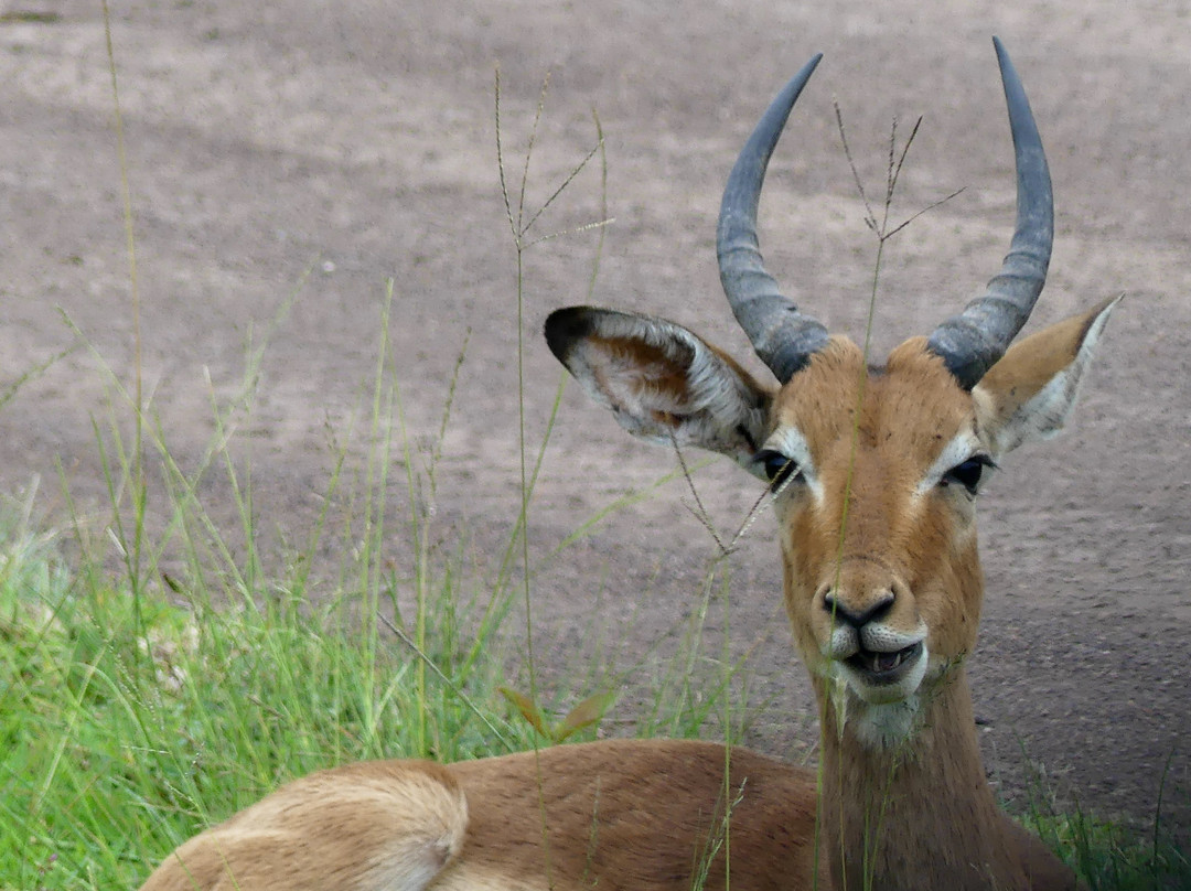 Inkwenkwezi Private Game Reserve-Carleen必去景点