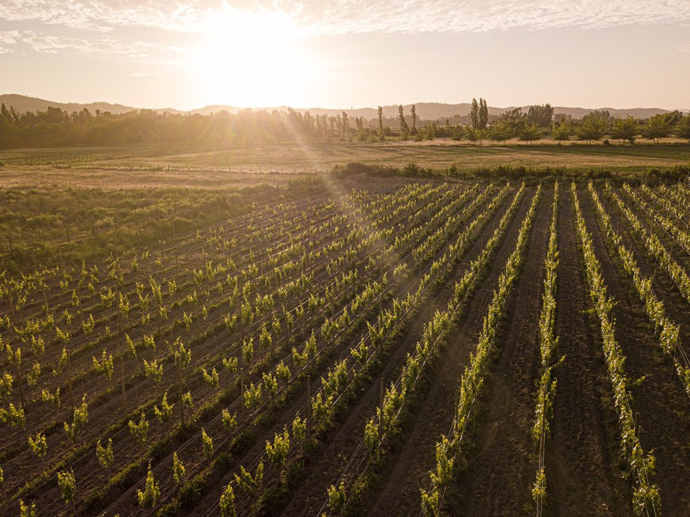 Winery Studios at La Despensa Boutique