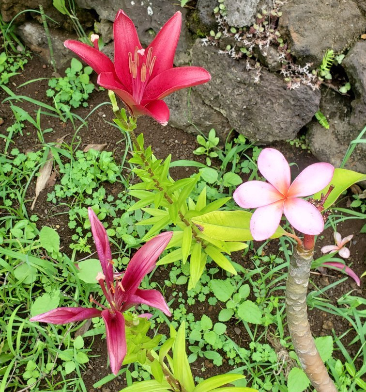 Jardin Tau Kiani Rapa Nui-安加罗阿必去景点