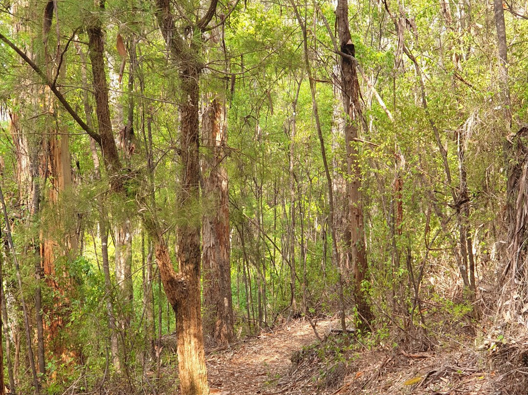 Harewood Forest景点图片