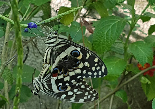 Kipepeo Butterfly House-Gede必去景点
