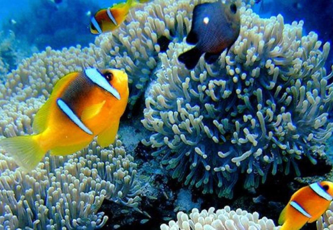 Dive’O-普吉岛必去景点