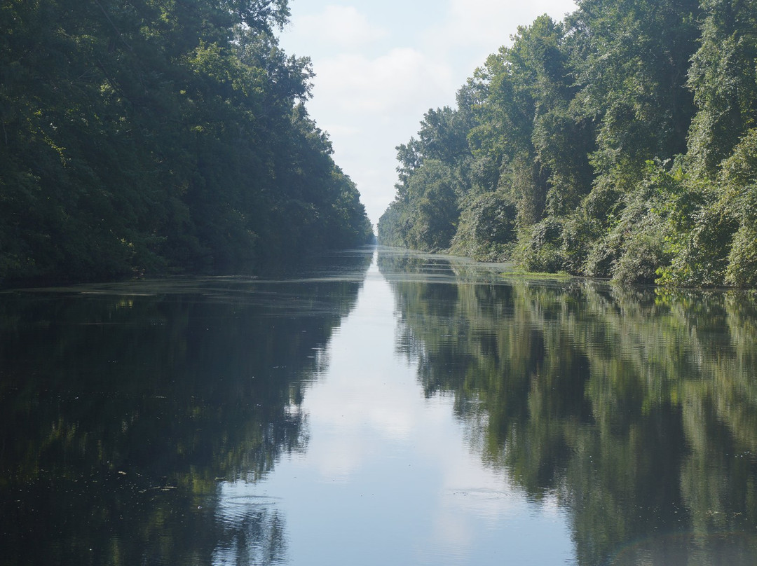 Dismal Swamp State Park景点图片