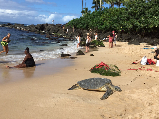 Hawaii Dream Tours-火奴鲁鲁必去景点