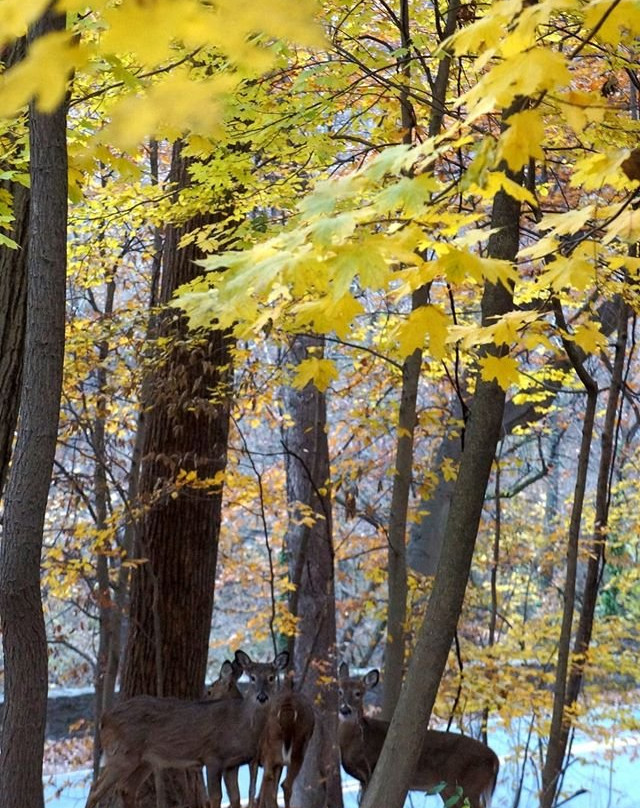 Sligo Creek Park景点图片