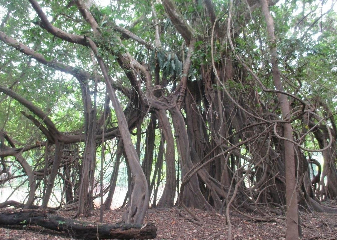 Jungle Explorer Camp景点图片