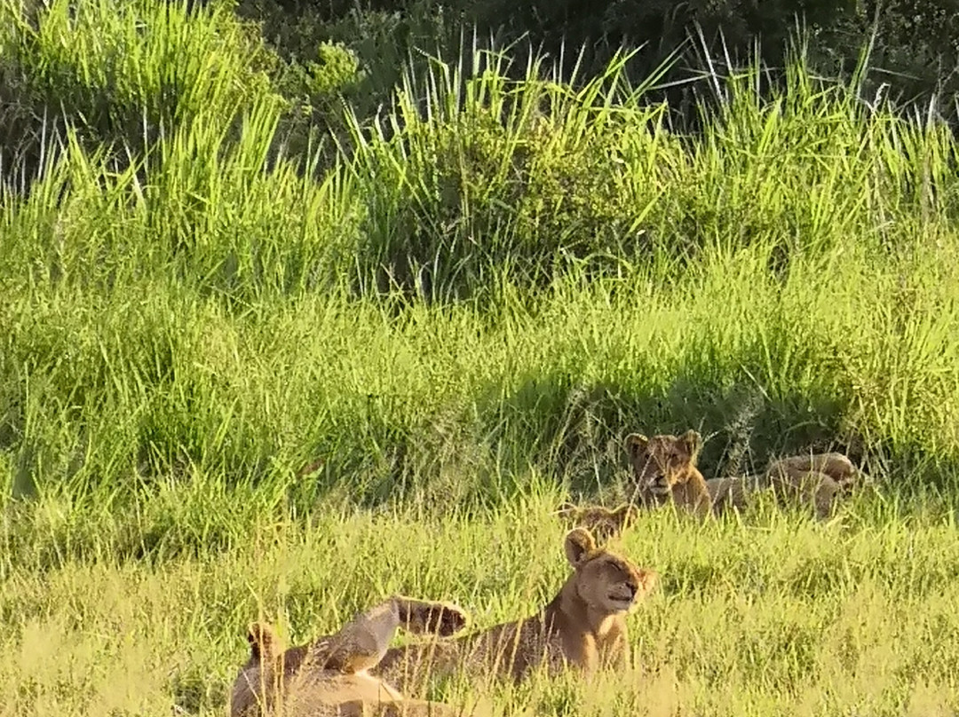Kelvin Safaris景点图片