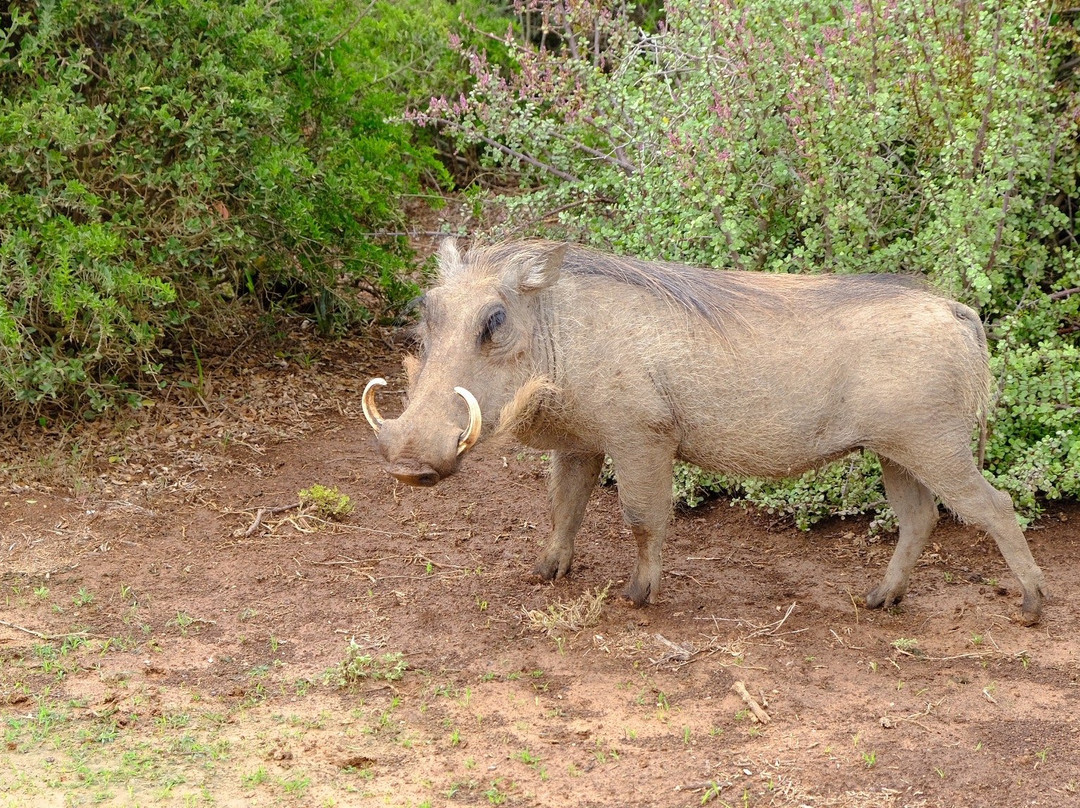 ADDO Indlovu Safaris景点图片