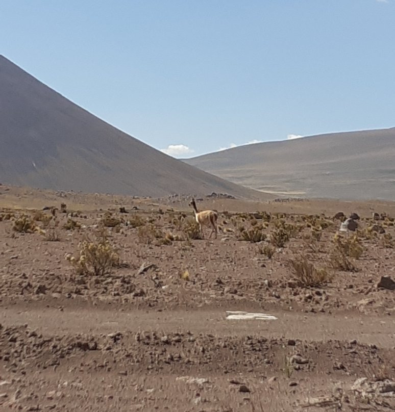 Salar de Ascotan景点图片