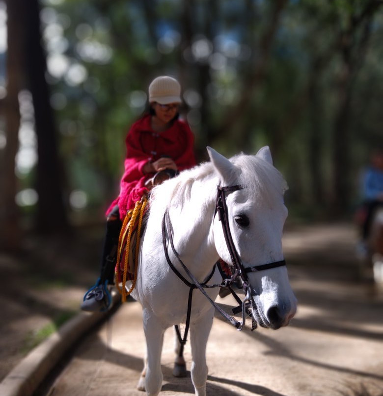 Riding Stable at Wright Park-碧瑶必去景点