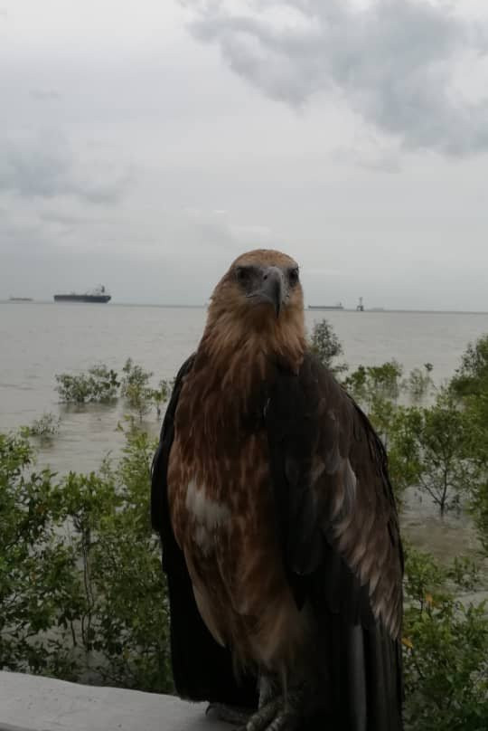 Tanjung Piai National Park景点图片