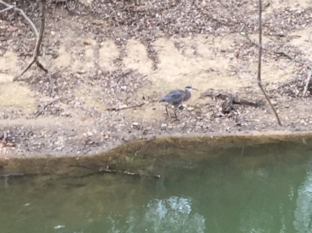 Mills Run Trail-葡萄藤必去景点