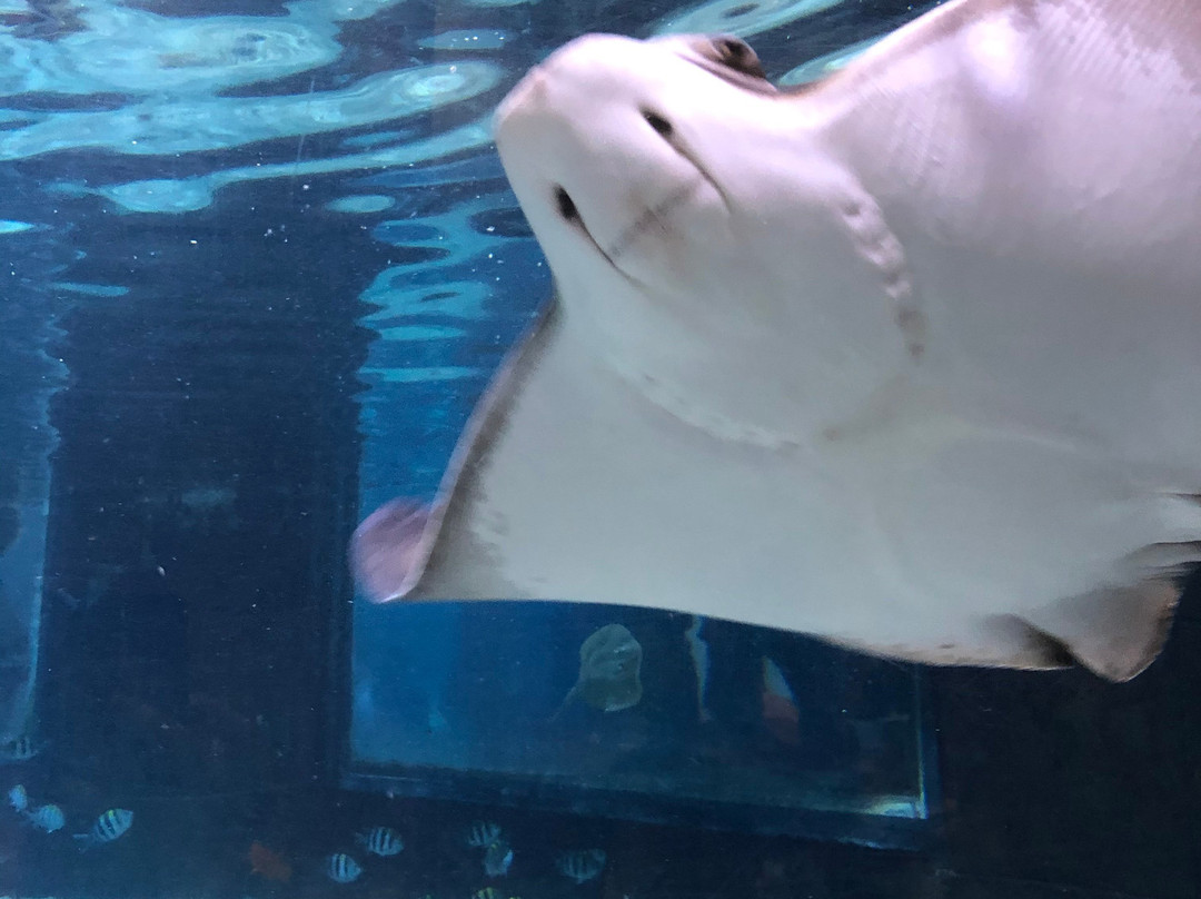 SeaQuest Interactive Aquarium-北拉斯维加斯必去景点