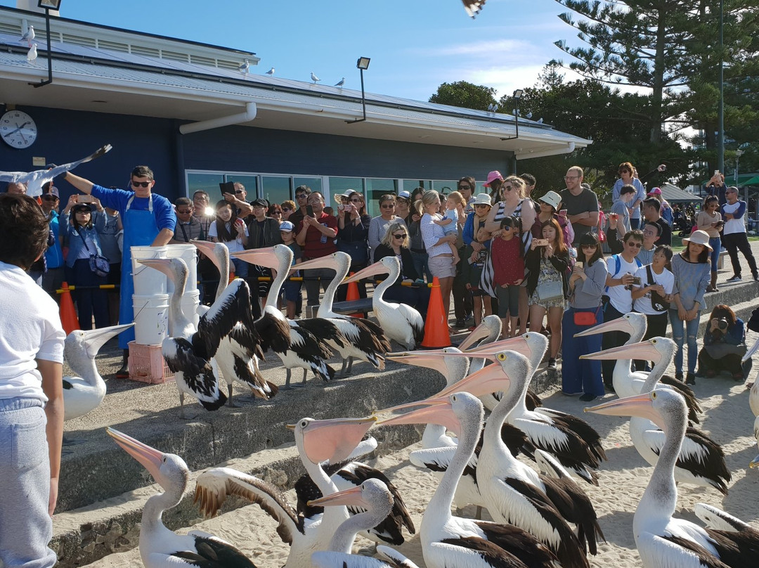 Pelican Feeding-拉布拉多必去景点