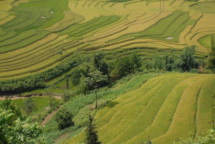 Khau Pha Pass-Mu Cang Chai必去景点
