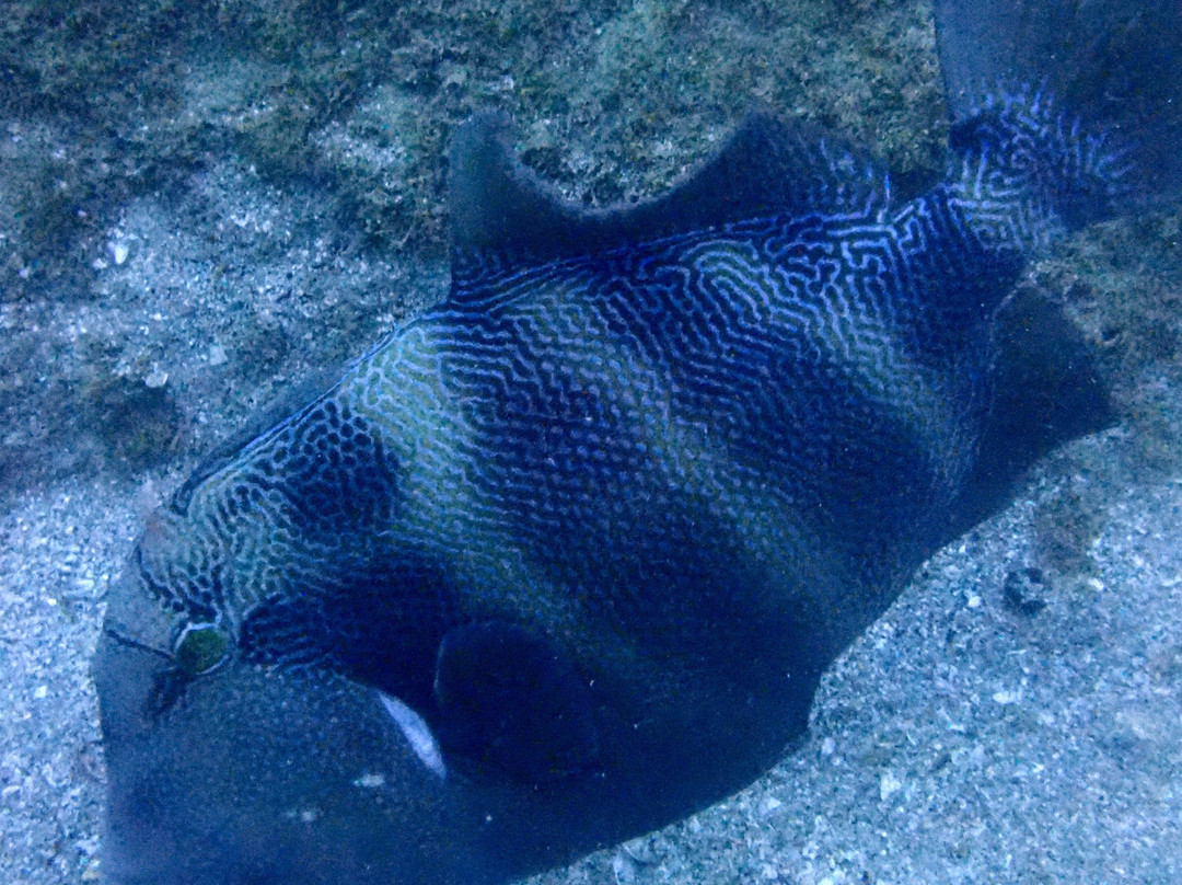 Mar y Sierra-Cabo Pulmo必去景点