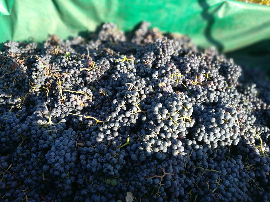 Vinas Del Bierzo-Camponaraya必去景点