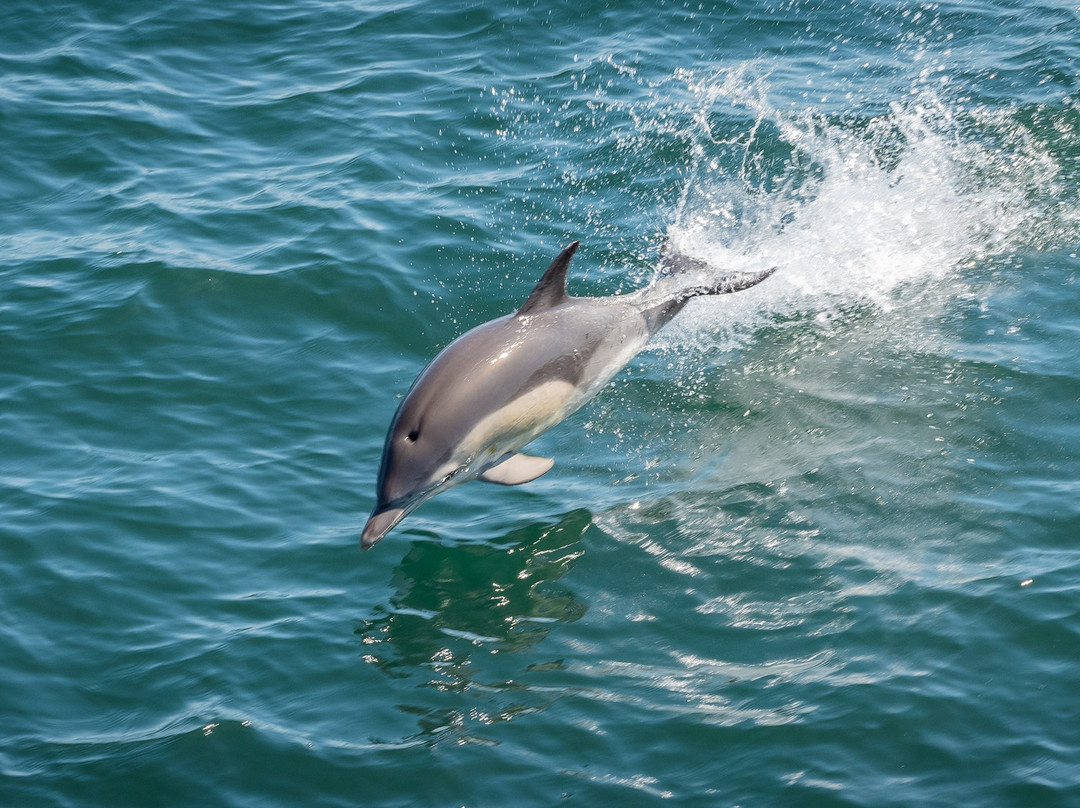 Dolphin Seafaris景点图片