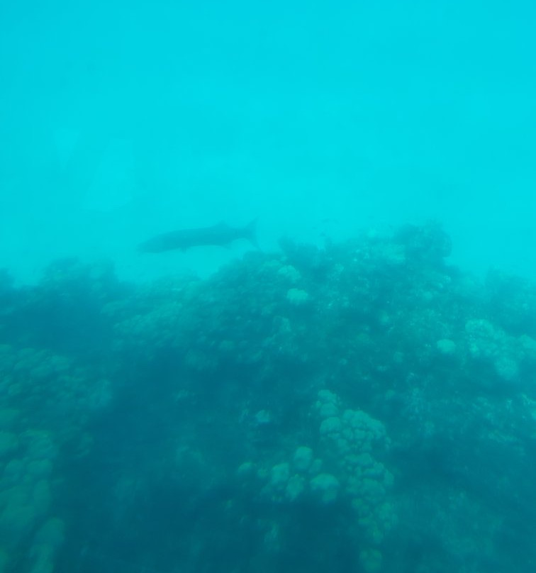Nautilus: The Undersea Tours景点图片