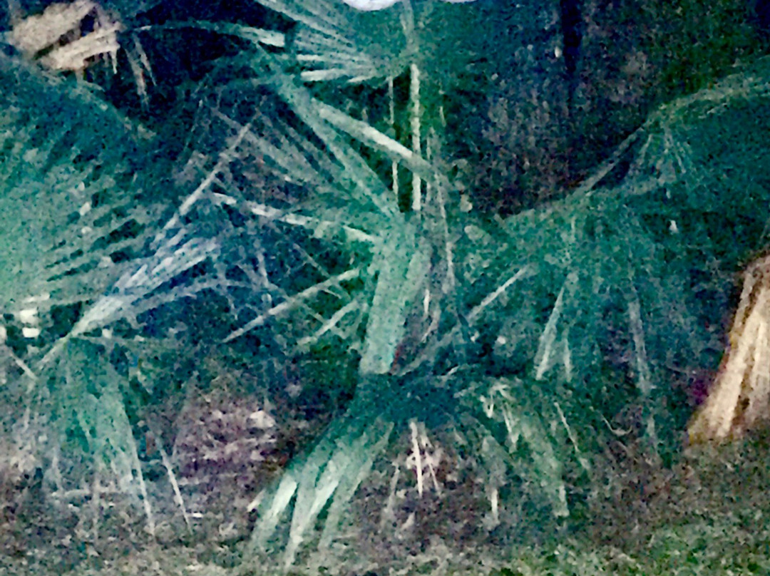 Palmetto Island State Park景点图片