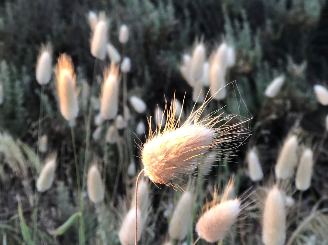 Horseshoe Bay-Port Elliot必去景点