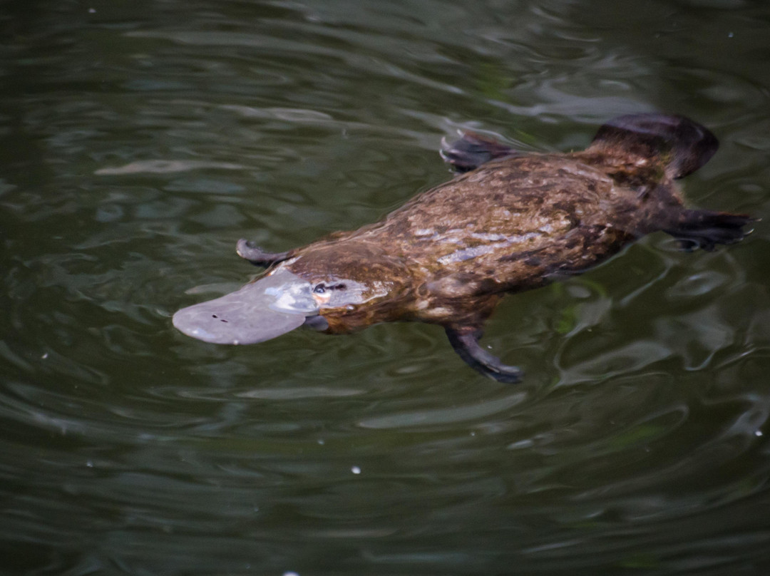 Goulburn River Scenic Drift Boat Trips-Alexandra必去景点